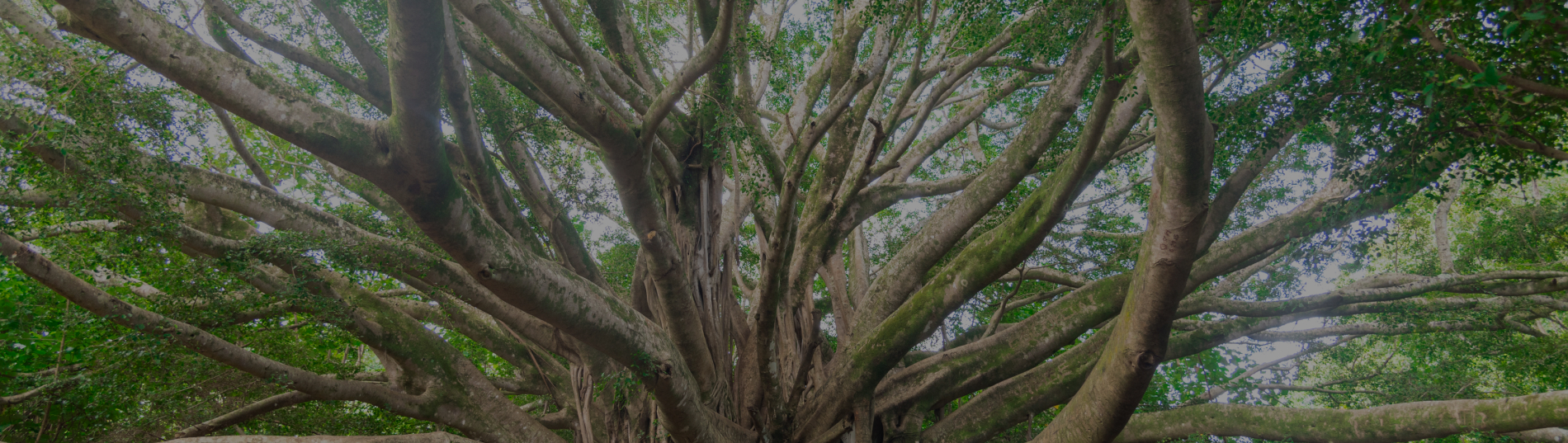 Relatório Anual 2024