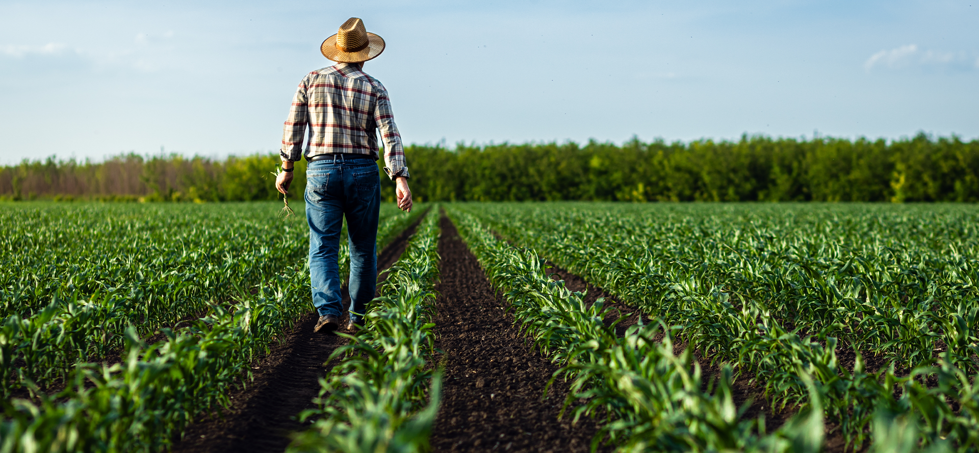 Mais que produzir, é conectar: o Agricultor como pilar do Cooperativismo